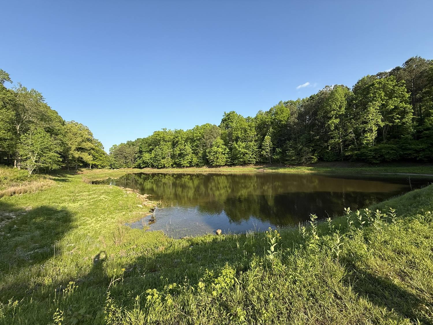 Pond with trees reflected in still water under a blue sky.