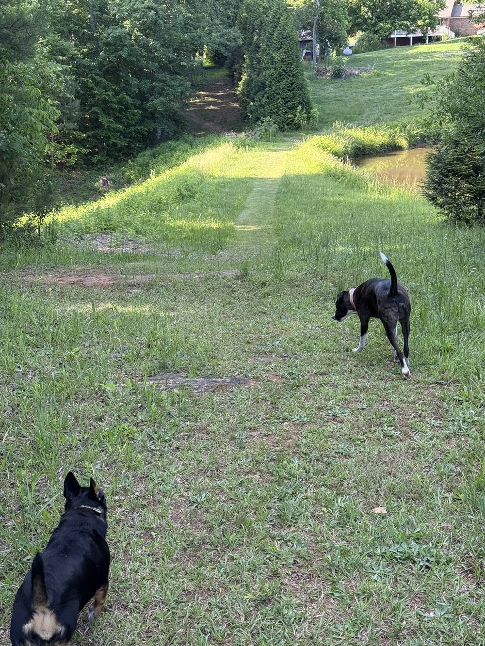 Two dogs at the top of the trail looking down toward the dam and the pond.