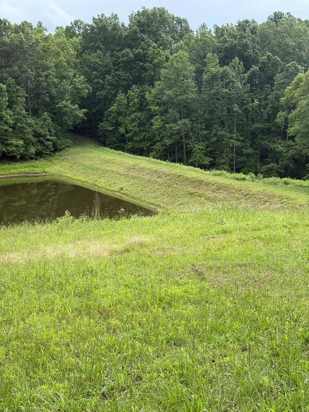 The grassy slope of the dam beside the pond after rain.