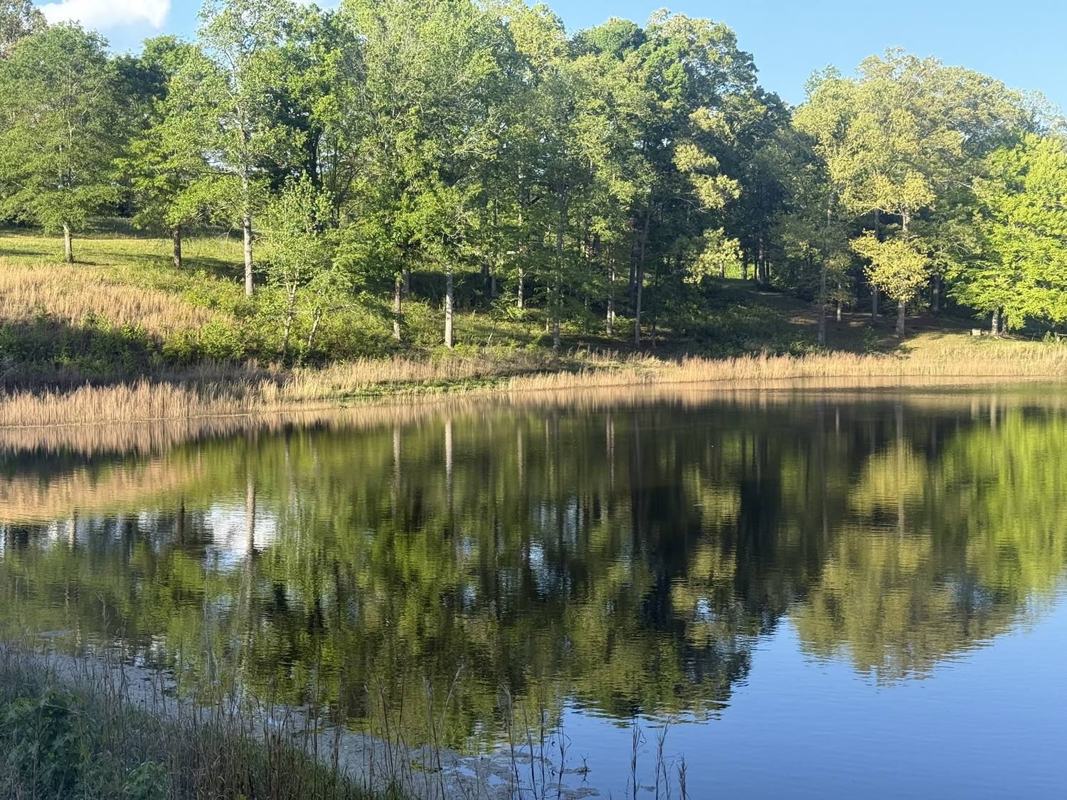 Trees and golden grass reflected in the pond.