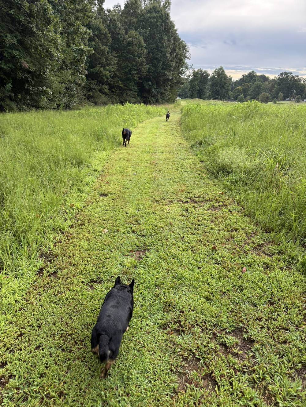 Three dogs walking a mowed path through tall grass on an overcast morning.